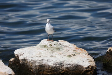 juvenile blackheaded gull sitting on a stone at the coast in front of the sea