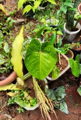plant in the garden