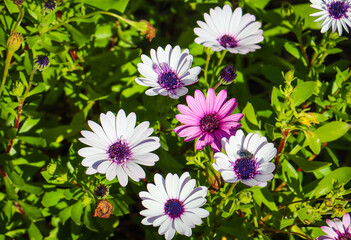 african daisy osteospermum with fly in bloom flowering in sunshine