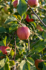 Organic apples. Fruit without chemical spraying. Orchard.