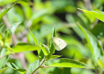 Pieris rapae butterfly, more commonly known as a Small Cabbage White or simply as White Butterfly. referred to as "imported cabbage worm" butterfly. Perched on leaf of Pineapple Sage plant.