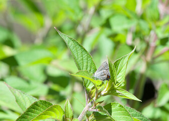 profile of one gray hairstreak butterfly perched on pineapple sage leaf. Also called the bean lycaenid or cotton square borer.