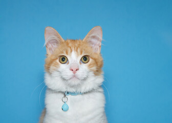 close up portrait of an orange and white tabby kitten wearing a blue collar with bell looking directly at viewer. Blue background with copy space.