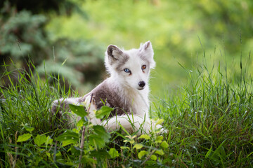 Beautiful view of an arctic fox (Vulpes lagopus) in the grass