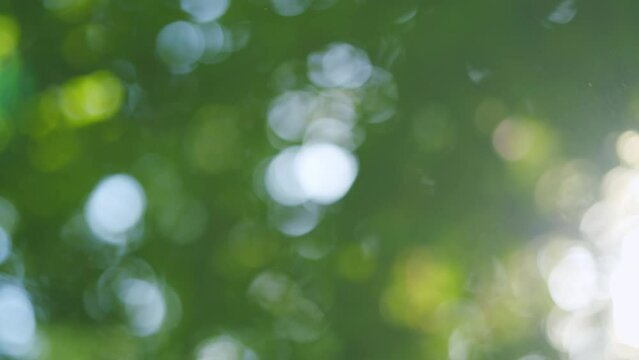 Summer branches swinging on sunny morning outdoors. Summer concept of abstract nature blurred background. Blur.