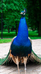Fototapeta premium Peacock