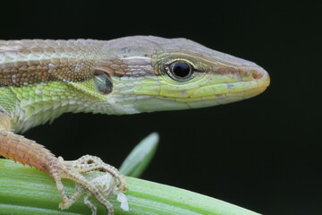 lizard on a tree