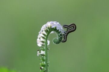 caterpillar on white flower