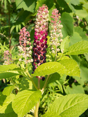 Pokeweed - antibacterial, antidote, antiasthmatic, antifungal and diuretic plant. Medicinal plant, herbal remedy