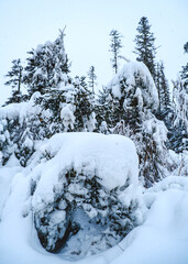 Snow covered forest of pine trees during winter near Saguenay, Quebec (Canada)