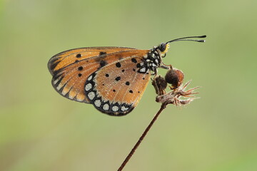 butterfly on a leaf