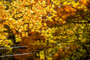 那須塩原の紅葉