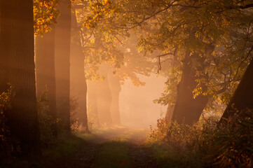 Beautiful autumn landscape, alley of old oaks at dawn in the fog