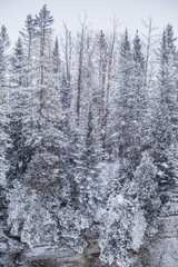 Pine trees covered with snow during a snowstorm in winter near Saguenay, Quebec (Canada)