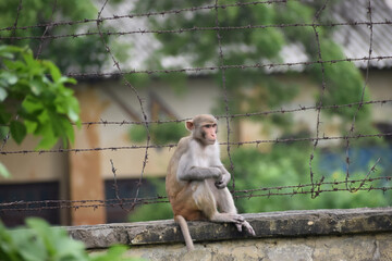 Monkey sitting on compound wall