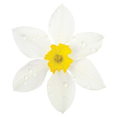 White daffodil narcissus L. blooming flower head, isolated flat lay, rain water droplets, yellow amaryllis jonquil stamen dew drops, detailed macro closeup dewdrops studio shot, large vibrant raindrop - obrazy, fototapety, plakaty