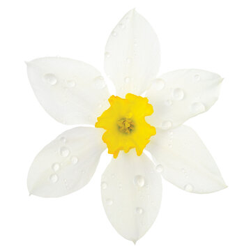 Jonquil bilder – Bla gjennom 13,723 arkivbilder, vektorer og videoer
