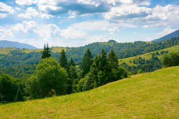 Fototapeta na wymiar countryside landscape on a sunny summer day. forested hills and grassy meadows in mountains. fluffy clouds on the sky