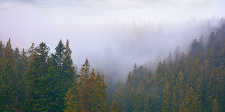 spruce forest in autumn. moody weather with overcast sky. misty nature background