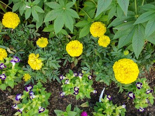 yellow flowers in the garden