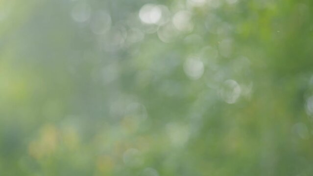 Blur green tree leaves with bokeh background. Green natural background of out of focus forest or bokeh. Blur.