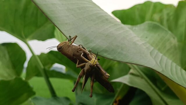 grasshopper on a leaf