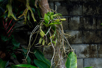 An orchid and a messy root on the tree