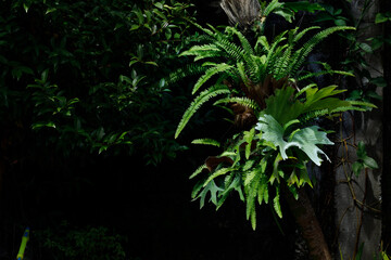 Fototapeta na wymiar Platycerium and fern in the dark background.