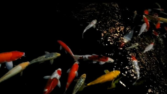 Nishikigoi fish