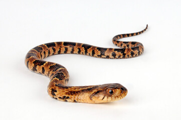 False Water Cobra // Brasilianische Glattnatter, Falsche Wasserkobra (Hydrodynastes gigas)