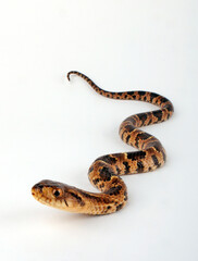 Brasilianische Glattnatter, Falsche Wasserkobra // False Water Cobra (Hydrodynastes gigas)