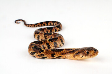 False Water Cobra // Brasilianische Glattnatter, Falsche Wasserkobra (Hydrodynastes gigas)