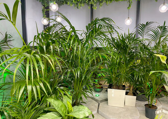 Interior decorated with green plants, green space concept. Cultivating plants for trendy home gardening. greenhouse with deciduous exotic plants, green leaves.