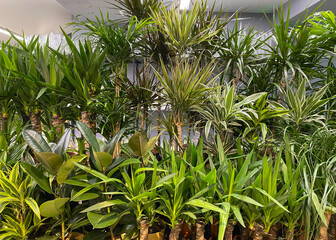 Interior decorated with green plants, green space concept. Cultivating plants for trendy home gardening. greenhouse with deciduous exotic plants, green leaves.