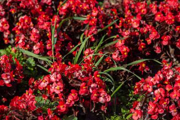 red flowers in a flower bed