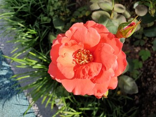 pink rose in a garden