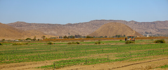 Fototapeta premium A cultivated field by the mountains.