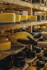 Farmer in gloves turns over cheese heads in the cheese maturation storage. Production of cheeses...