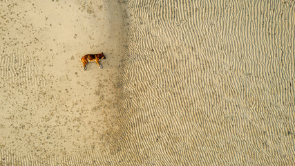 A dog is sleeping on a beach