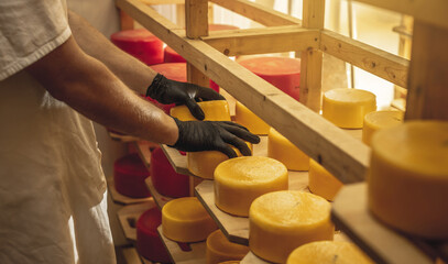 Farmer in gloves turns over cheese heads in the cheese maturation storage. Production of cheeses and dairy products