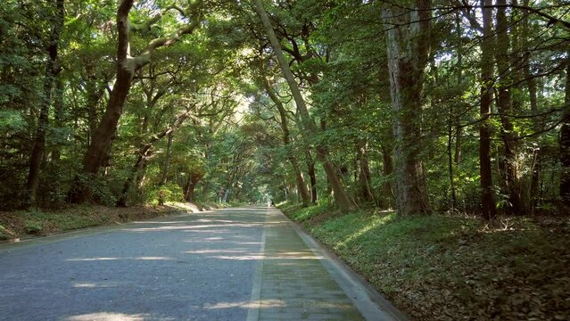 road in the forest of Meiji Jingu shrine