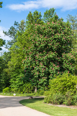 Fototapeta na wymiar Large blossoming chestnut tree in a park