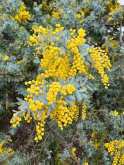 Acacia dealbata (Silver Wattle) is an evergreen flowering shrub.