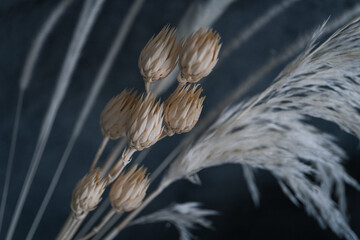 チュリペスのドライフラワー