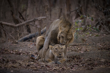 Wild In Wild