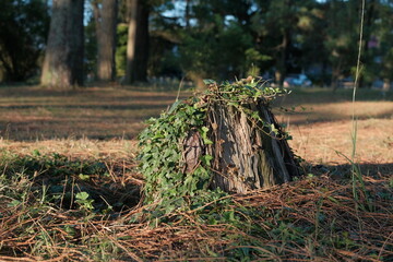 stump covered with ivy. an old stump covered with ivy against the background of pine needles in a pine park