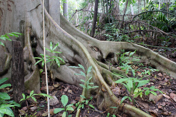 Fig tree trunk and roots in a forest