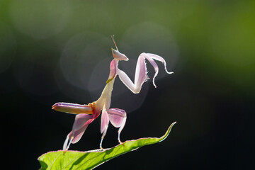 pink orchid mantis on a leaf - obrazy, fototapety, plakaty