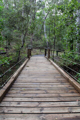Wooden bridge and trees at the Tondoon Botanic Gardens in Gladstone, Queensland, Australia