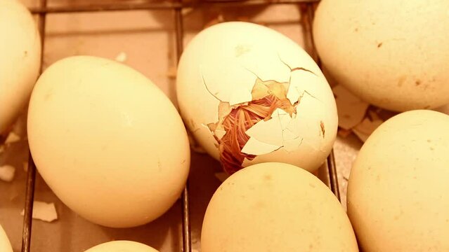 Little hatching chick paying its last efforts to get out of the egg in an incubator. The birth of a chicken
